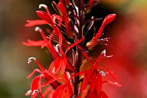 2025-08039884 Tower Hill Botanic Garden, MA